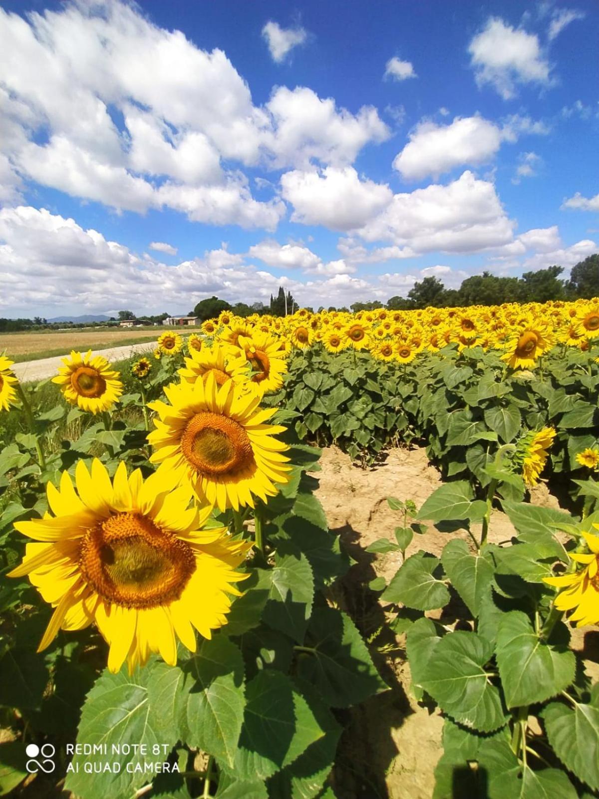 Agriturismo L'Alba ロッカストラーダ エクステリア 写真